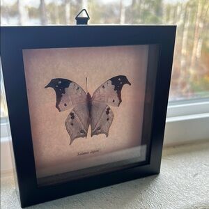 Framed Butterfly Art with Black Frame